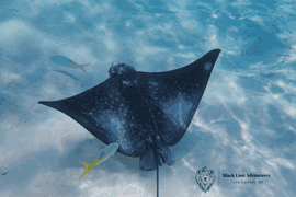 Caye Caulker: Hol Chan Marine Reserve Small-Group Experience