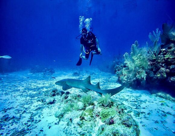 Scuba Dive Worlds Largest Living Barrier Reef