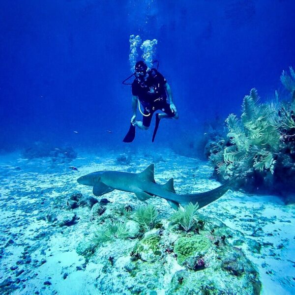 Scuba Dive Ambergris Caye